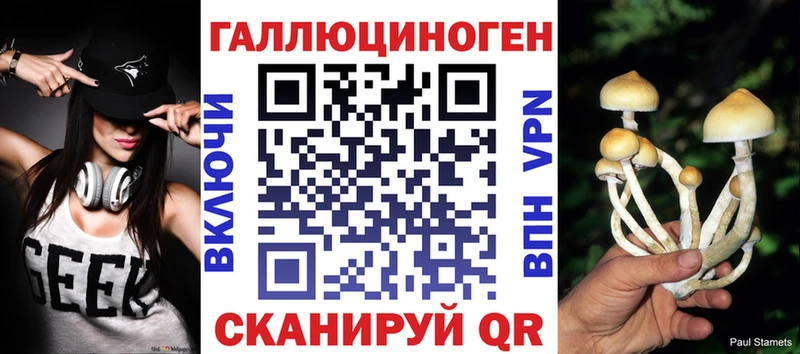 Купить  Кингисепп  Псилоцибиновые грибы Psilocybe 